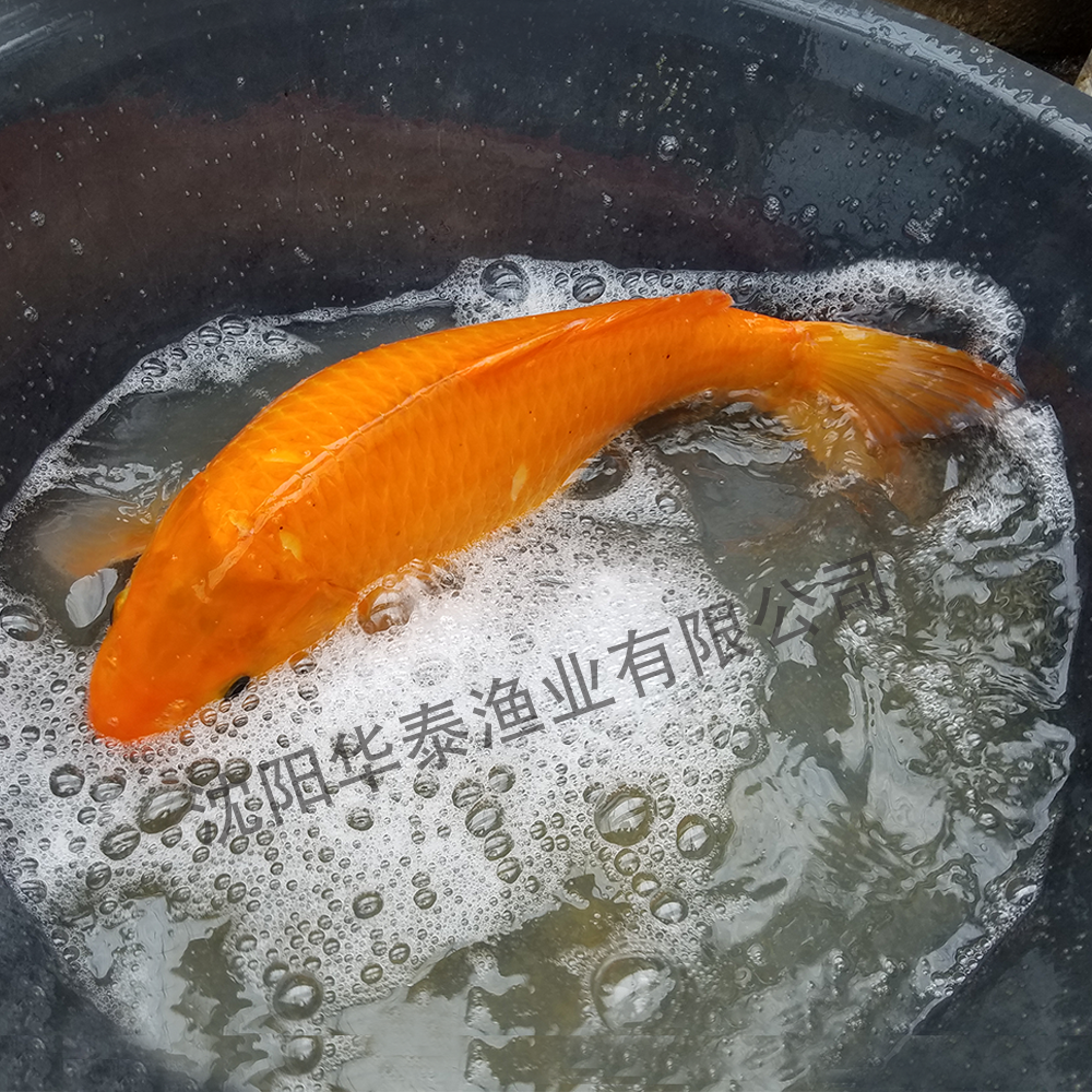 &#30343;&#20896;