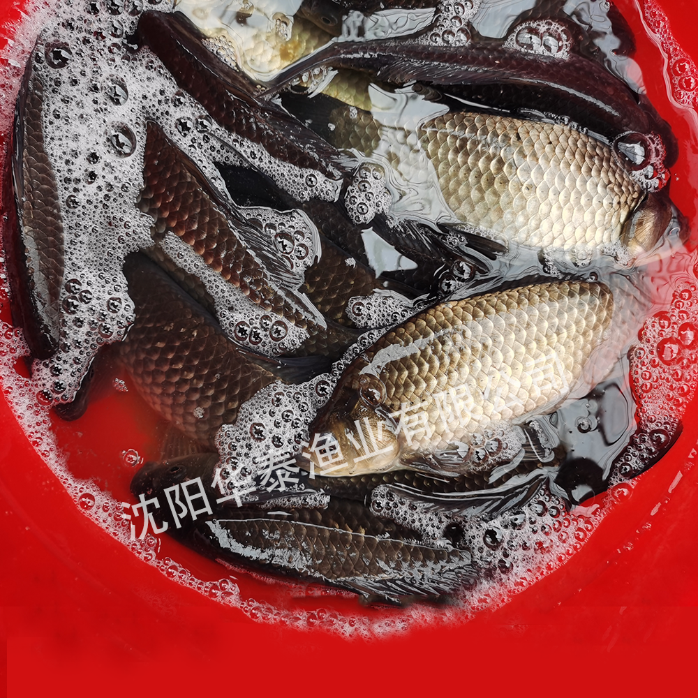 &#30343;&#20896;